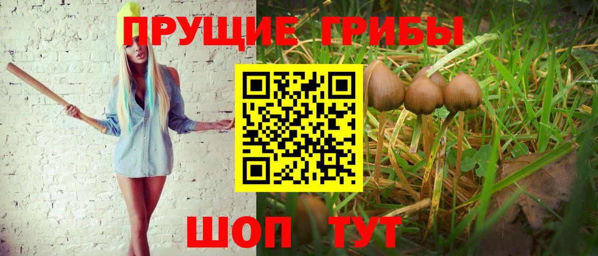 Псилоцибиновые грибы Psilocybe Кохма